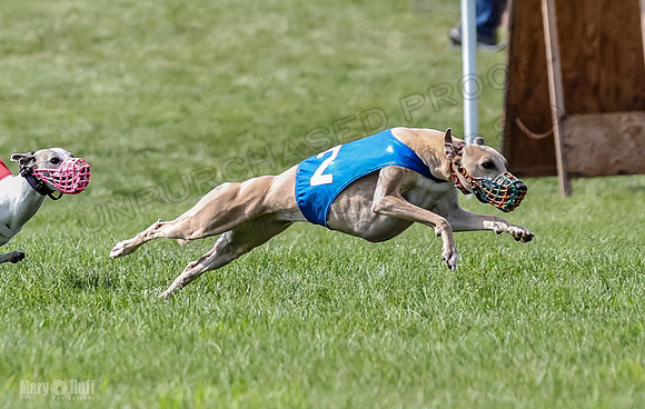 Prrogram 4, Race 3 Tissy Zelda Bandit Tusi TheFonz-2518