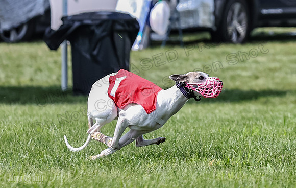 Prrogram 4, Race 3 Tissy Zelda Bandit Tusi TheFonz-2526