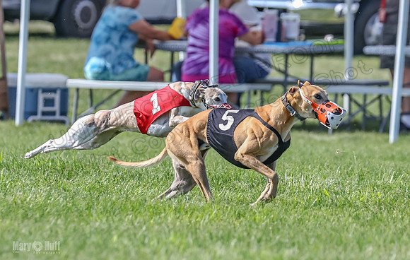 Prrogram 4, Race 5 Sadie Frankie Pearl Jethro EllieMae-2594