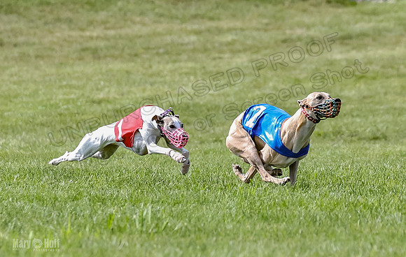 Prrogram 4, Race 3 Tissy Zelda Bandit Tusi TheFonz-2512