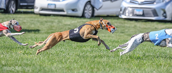 Prrogram 4, Race 5 Sadie Frankie Pearl Jethro EllieMae-2597