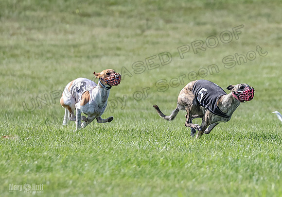 Prrogram 4, Race 6 Meatloaf Tara Conway Talim Veela Tristan-2629