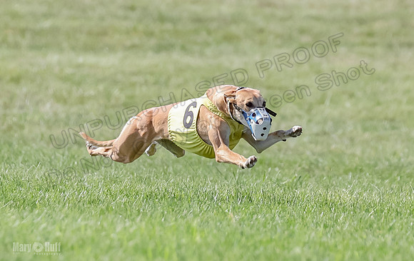 Prrogram 4, Race 5 Sadie Frankie Pearl Jethro EllieMae-2583