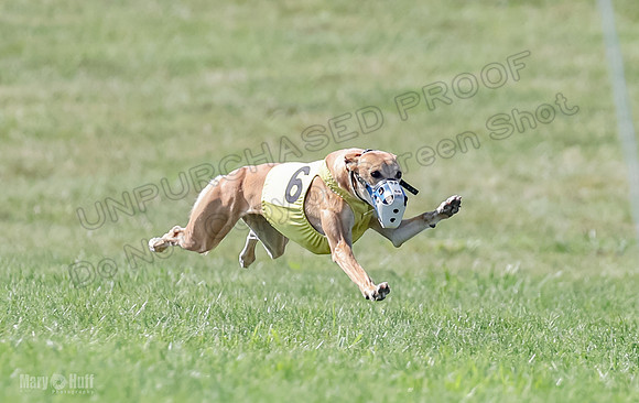 Prrogram 4, Race 5 Sadie Frankie Pearl Jethro EllieMae-2579