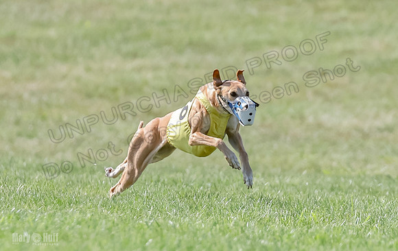 Prrogram 4, Race 5 Sadie Frankie Pearl Jethro EllieMae-2578