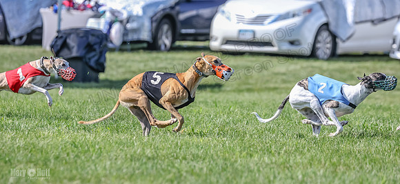 Prrogram 4, Race 5 Sadie Frankie Pearl Jethro EllieMae-2596