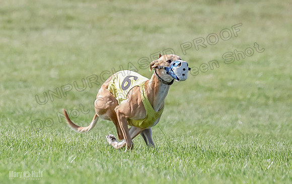 Prrogram 4, Race 5 Sadie Frankie Pearl Jethro EllieMae-2585