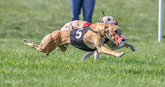 Prrogram 4, Race 5 Sadie Frankie Pearl Jethro EllieMae-2591