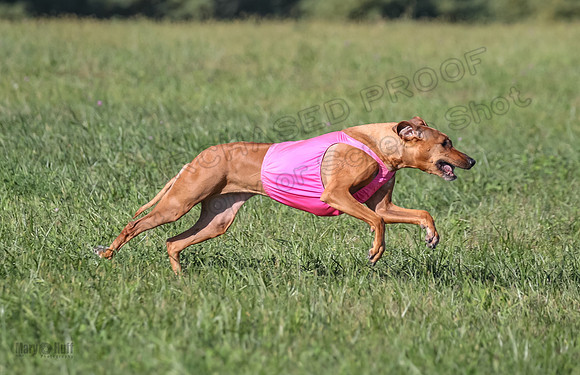 1 Prelims Vet 2 Xena Libby-5310