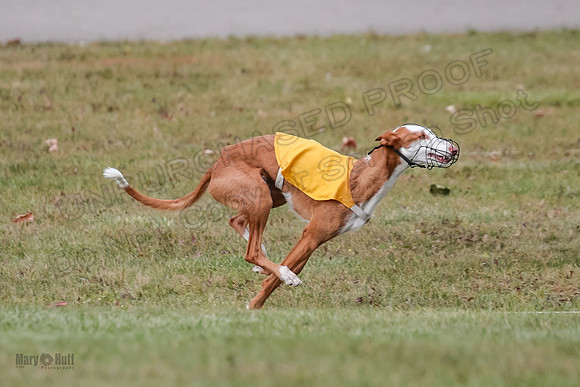 1 Prelims Fch 1 Penny Jadis Willow-5768