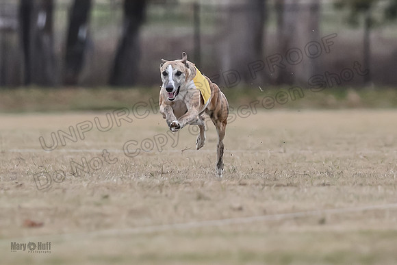 Finals Open 1 Steel Maverick Eggsy-3862