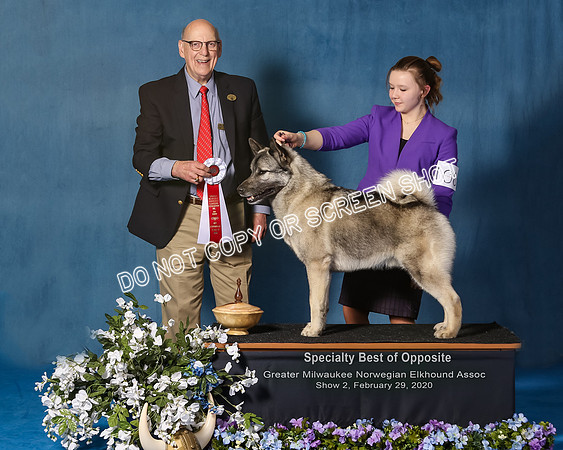 Elkhound 2020-1111-Edit