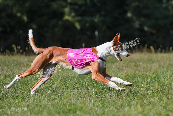 Open Prelim A1, Rose Riptide Idina-7596