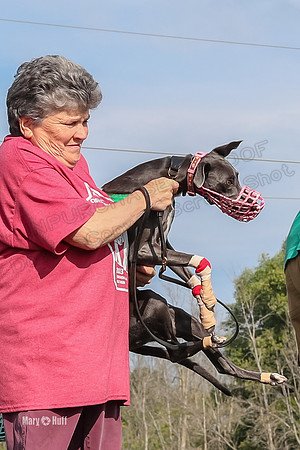 Program 1 Race 7 Safari Shimmy Sneakers Rowan Rosie-2808