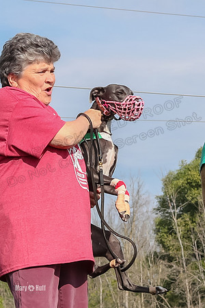 Program 1 Race 7 Safari Shimmy Sneakers Rowan Rosie-2809
