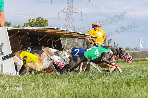 Program 1 Race 7 Safari Shimmy Sneakers Rowan Rosie-2822