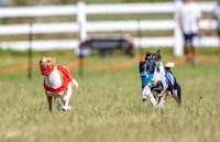Basenji