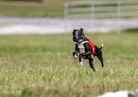 Italian Greyhound