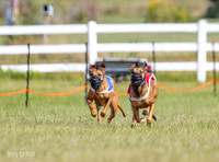 Rhodesian Ridgeback