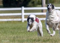Borzoi