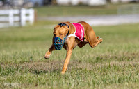 Pharaoh Hound
