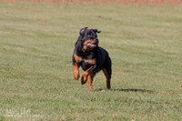 Rottweilers