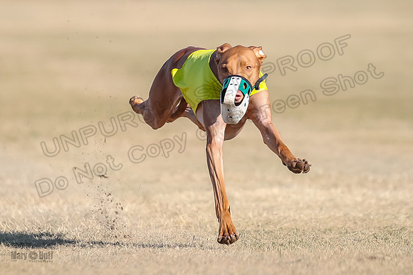 1Prelims Spec 2 Tango Cuest-0907