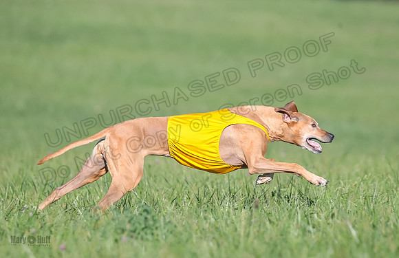 1 Prelims Vet 2 Xena Libby-5333