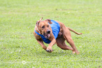 Rhodesian Ridgeback