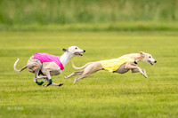 Prelims Fch-Vet 1, Buttercup Wilson-0343