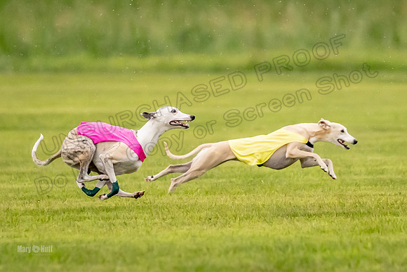 Prelims Fch-Vet 1, Buttercup Wilson-0343