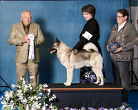 Elkhound 2020-1062