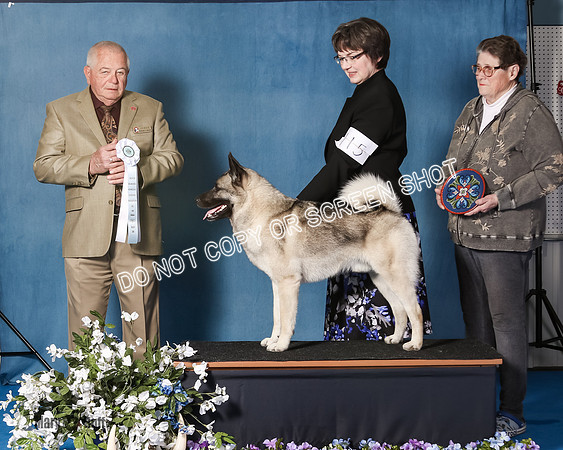 Elkhound 2020-1062