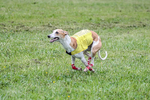 Prelim Open E2, Riddle Finely Scarlet-4865