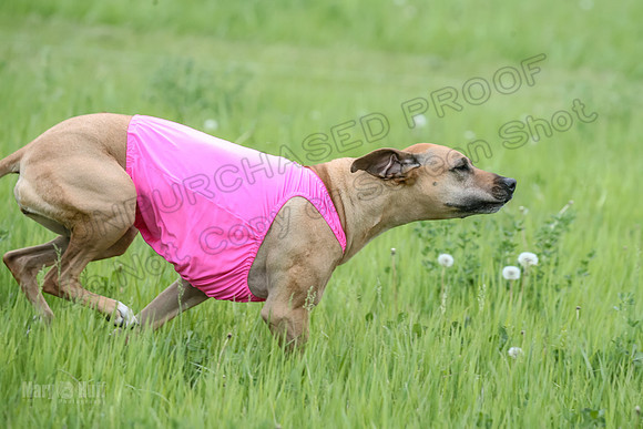 Finals Fch Opal Islay Eve-9006