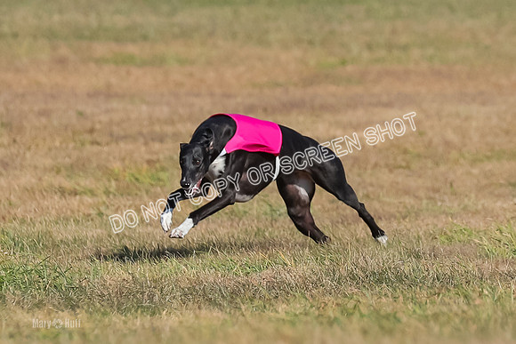 AE4I0531, Tallulah-Summertime-Axion
