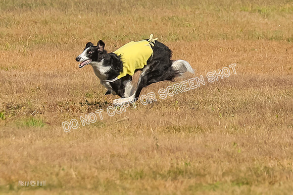 AE4I0523, Tallulah-Summertime-Axion