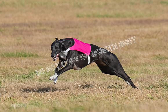 AE4I0536, Tallulah-Summertime-Axion