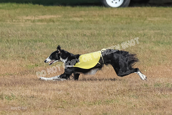 AE4I0520, Tallulah-Summertime-Axion