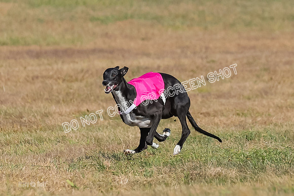 AE4I0534, Tallulah-Summertime-Axion