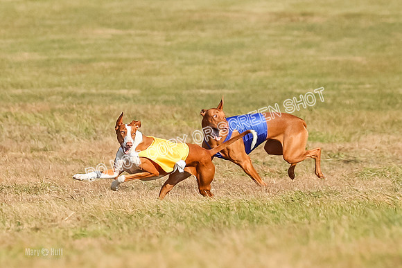 AE4I0585, Ramisi-Jasper-Janey