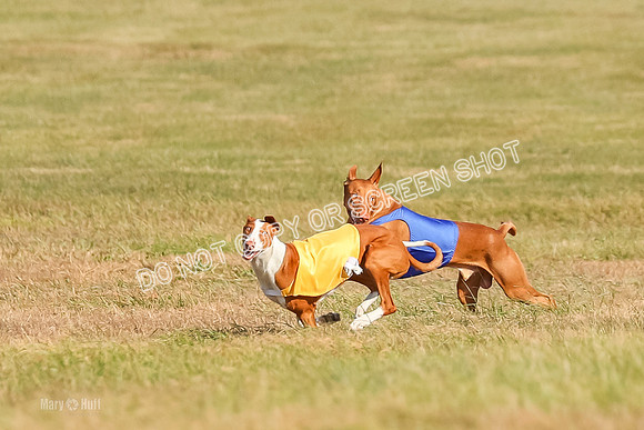 AE4I0583, Ramisi-Jasper-Janey