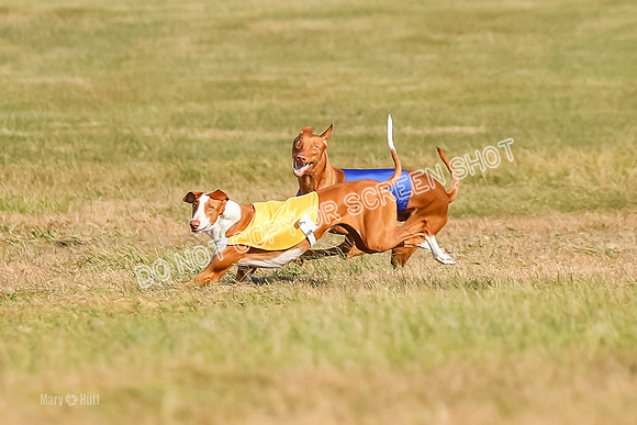 AE4I0582, Ramisi-Jasper-Janey