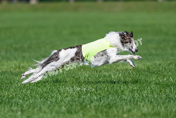 Silken Windhound Finals, Finnegan-3984