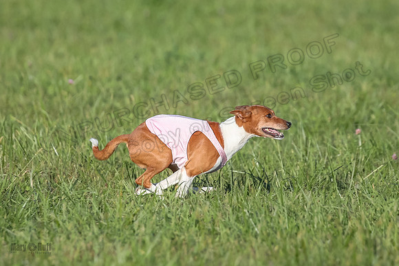 1 Prelims Vet Chilly Henna-3345