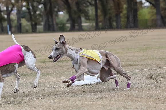Finals Open 4 Rigel Trixie-4137