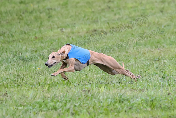 Prelim Open B5, Wiley Pippi Indy-8513