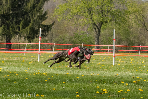 IMG_2931-2