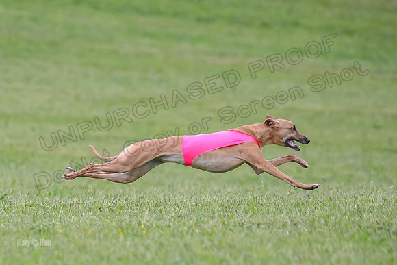 Prelim Open E4, Shelby GG Aria-9142