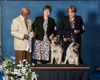 Elkhound 2020-1193